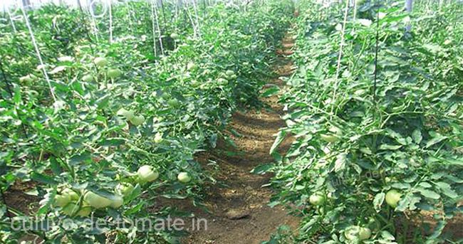 Cultivo de tomate en crecimiento con soporte HORTOMALLAS