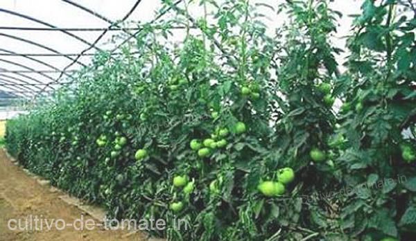 Invernadero tomate verde con tutoreo de Malla espaldera