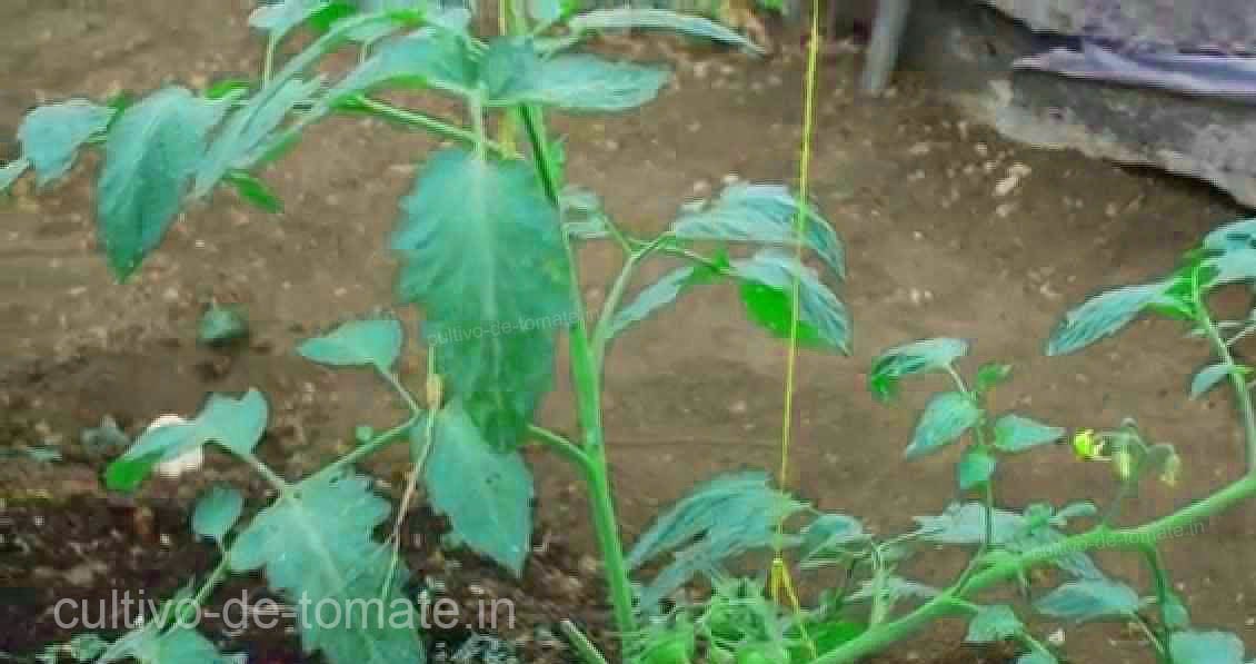 Acercamiento de una planta de tomate