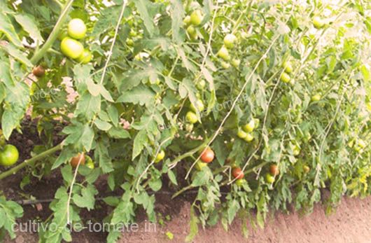 plantas de tomate grandes