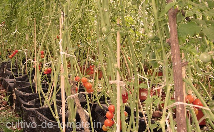 diversos métodos para entutorar los cultivos de tomates