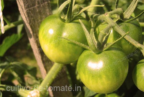 tomates verdes entutorados