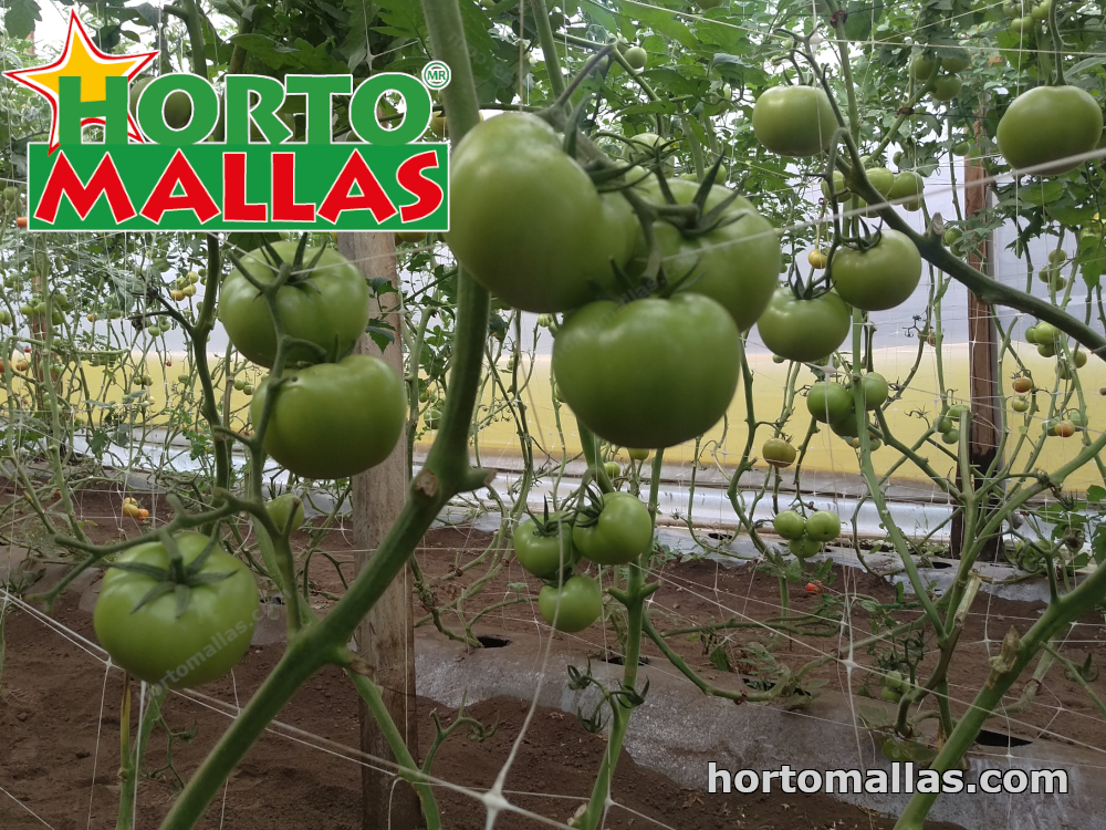 tomate entutorado con la red de soporte horotmallas
