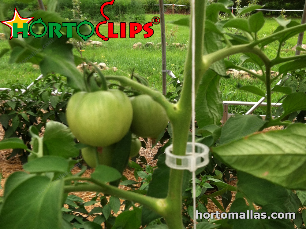 Clips para planta de cultivo de tomate 