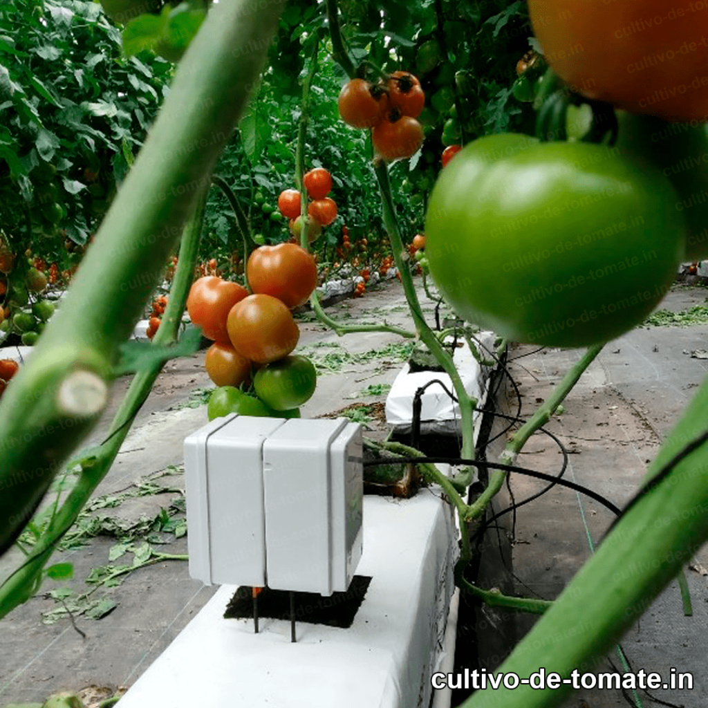 malla para tomate en invernadero