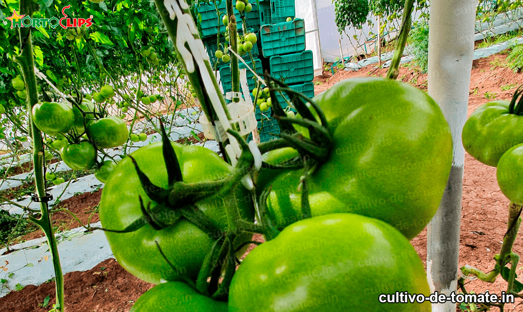 Cultivo de tomates 