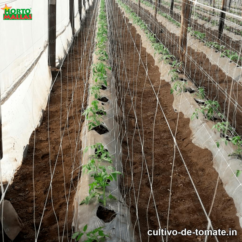 Malla para cultivo de tomate 