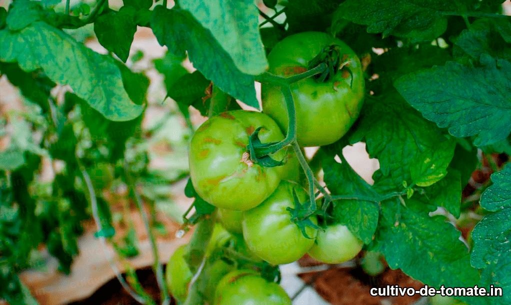 Malla para evitar enfermedades del tomate 