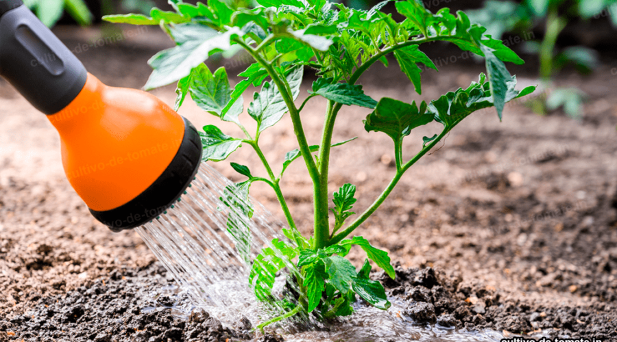 fertilizantes en cultivo de tomate